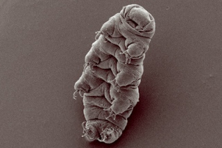 Waterbear, taken by scanning electron micrograph 